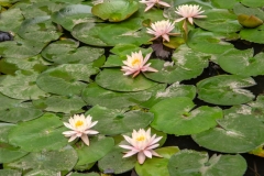 A flock of lotus blossoms.