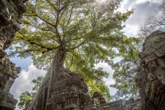 Ta Prohm (Tomb Raider) temple.  April 3, 2019