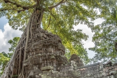 Ta Prohm (Tomb Raider) temple.  April 3, 2019