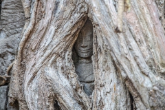 Ta Prohm (Tomb Raider) temple.  April 3, 2019