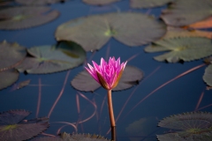 Water lilly.  Angkor Wat, April 3, 2019.
