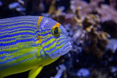 20240829-musee-oceanographique_-351